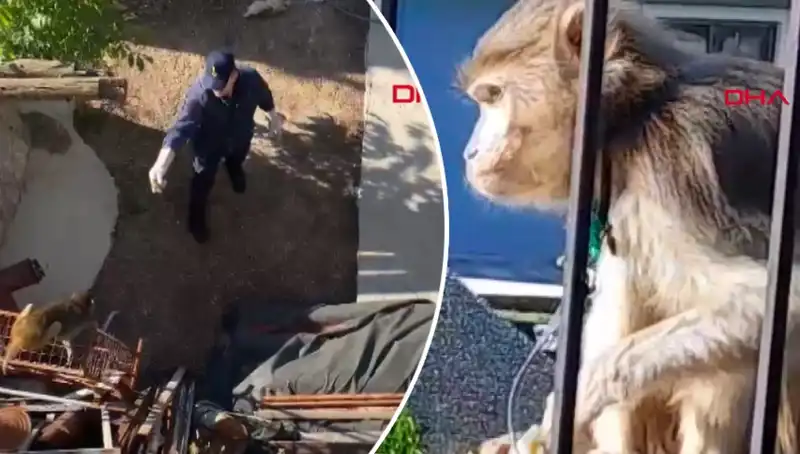 Muğla'da İlginç Olay: Maymun Kovalayan Mahalleli Gözü Önünde!