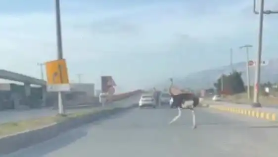 Trafikte Deve Kuşu Görülmesiyle Sürücüler Şok Oldu!