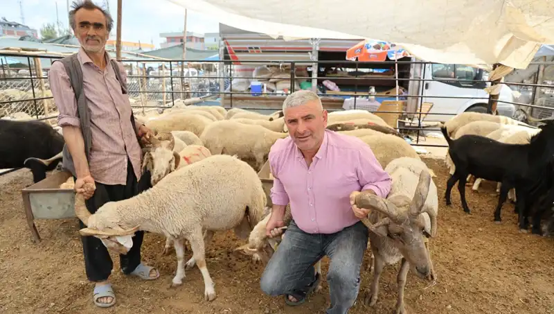 4 Boynuzlu Koçlar Kurban Pazarının Yıldızı Olmayı Başardı