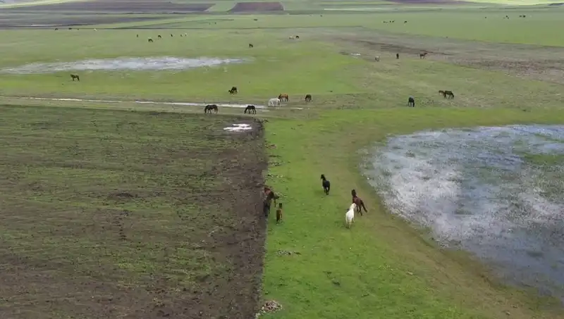 Kars’ın Efsanevi Yılkı Atları Doğanın Kalbinde Yeniden Hayat Buldu