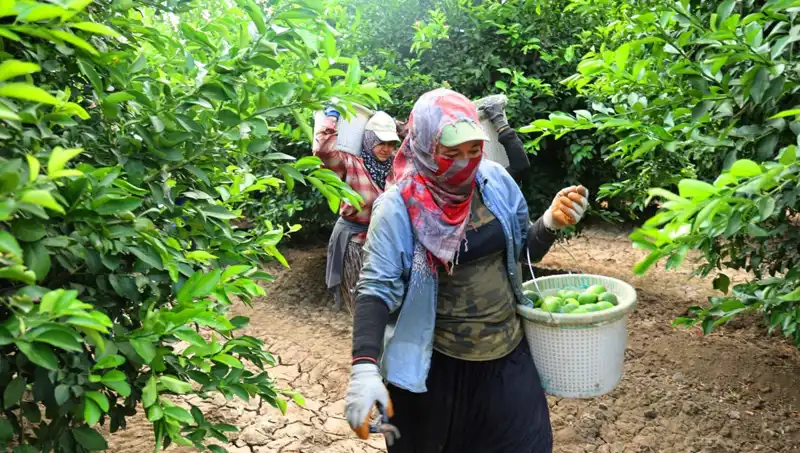 Marketteki Patates Fiyatları Yükseldi, Hasat Dönemiyle Düşecek Mi?