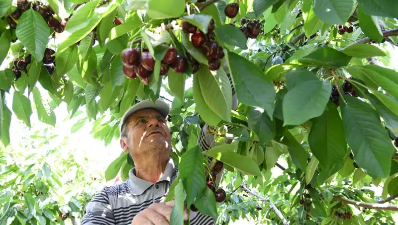 Lapseki'nin Dev Sebzesi: Çay Bardağına Sığmıyor ve Göz Kamaştırıyor!