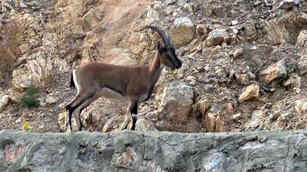 Yaban Keçisini Avlayana 661 Bin Lira Ceza Şoku