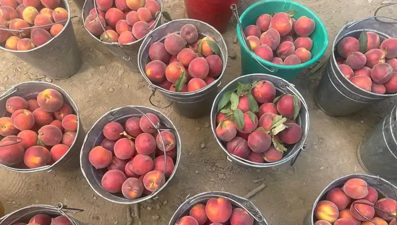 Çiftçilerin Yüzü Gülüyor: Hasat Döneminde Fiyatlar 100 Lirayı Geçti
