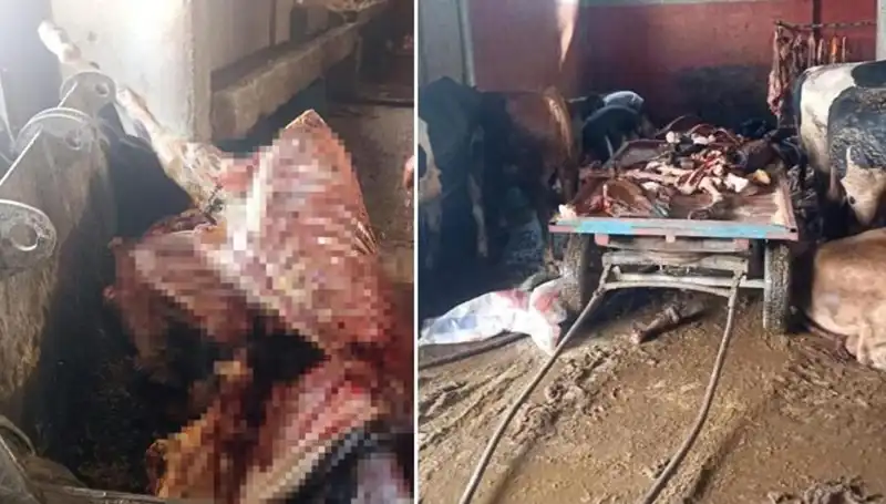 Adana'da 2,5 Ton At Eti Ele Geçirildi, 4 At Son Anda Kurtarıldı