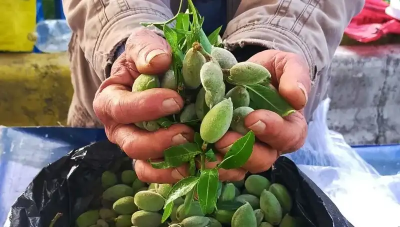 Bu Yıl Baharın Müjdecisi: Kilosu 250 TL Olan Fresh Nane Pazarları Süsledi!