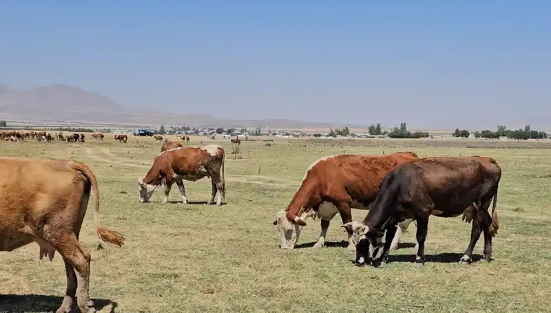Arin Gölü'nde Kuruma Tehlikesi: Su Sıkıntısı Kapıda!