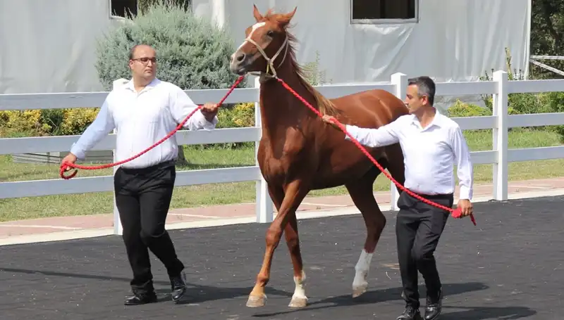 Rekorlar Kırarak Geliyor: "Taşkın Kral" Türkiye’yi Sarsıyor!