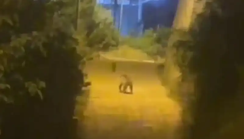Gümüşhane Merkezine İnen Ayı Vatandaşları Şaşkına Çevirdi