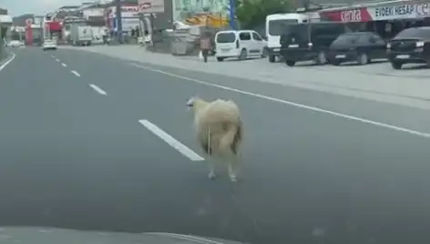 Yalova Trafiği Kurbanlıkların Kaçışıyla Karıştı: Korku Dolu Anlar!