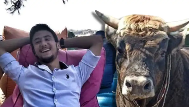 Aydın'da Güreş Boğası Faciası: Canlı Hayvan Seçiminde Dikkat Edilmesi Gerekenler