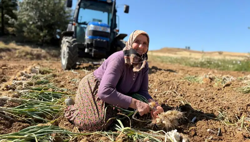 Selenyum Zenginliğiyle Dikkat Çeken Türkiye'de, Toptan Fiyatları Bin 200 Lira!