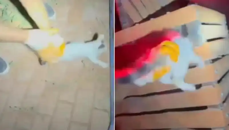 Gece Yarısı İtfaiye Ekibi Kedi Kurtarma Operasyonuyla Gündeme Geldi