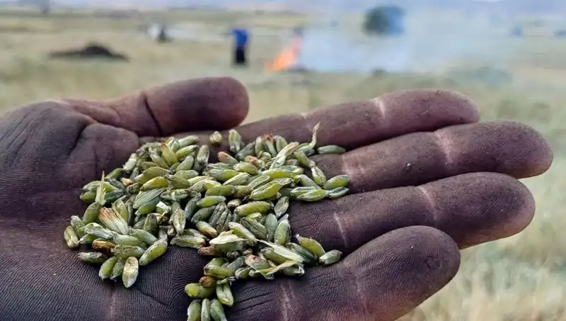 Firik Sezonu Başladı: Sağlıklı Uyku ve Lezzetin Birleşimi