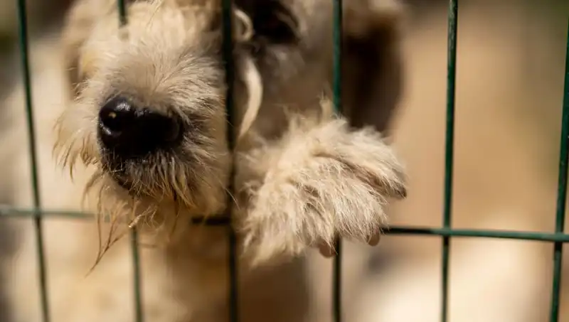 İş Stresi, Köpeklerimizi de Olumsuz Etkiliyor: Nedenleri ve Çözümleri