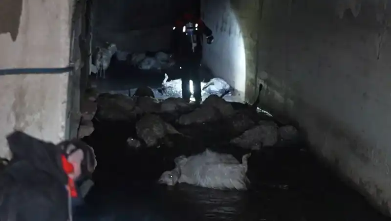 Keskin Koku Neden Oldu? Onlarca Hayvanın Ölümüne Yol Açtı!