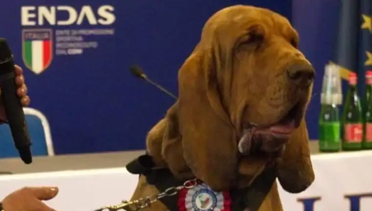 Arama Köpeğine Suikast: Çivili Sosisle Yapılan Acımasız Saldırı