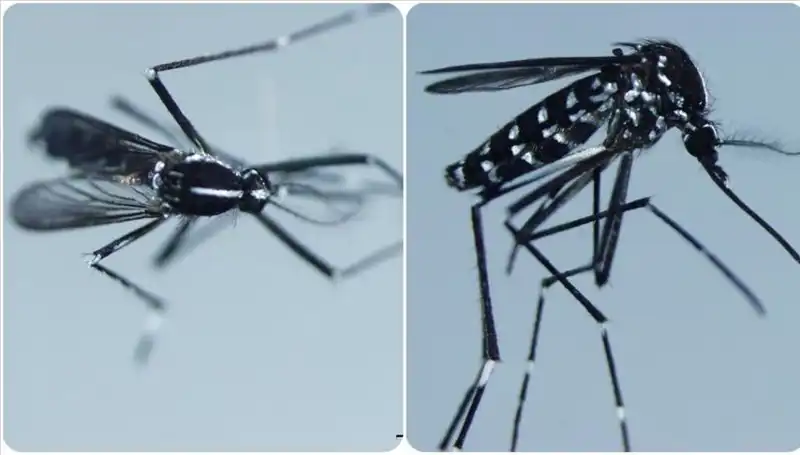 Chikungunya Virüsü Nedir? Belirtileri ve Etkileri Üzerine Her Şey