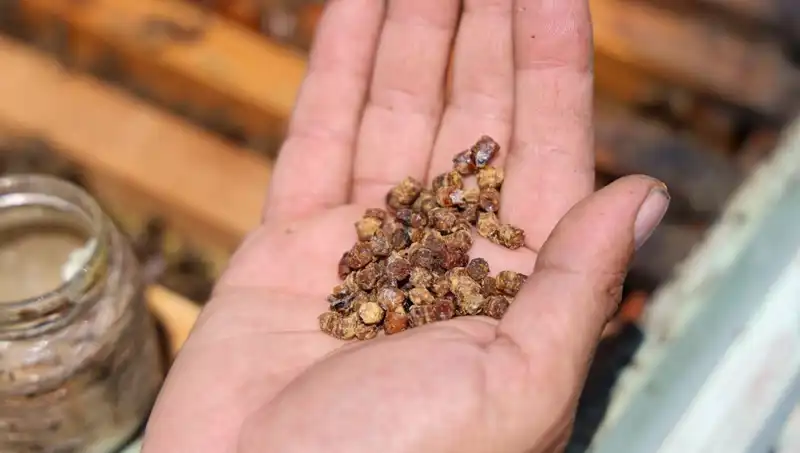 Eskiden Atılan Gıda Şimdi Milyonların Gözdesi Oldu: Kilosu 3 Bin TL!