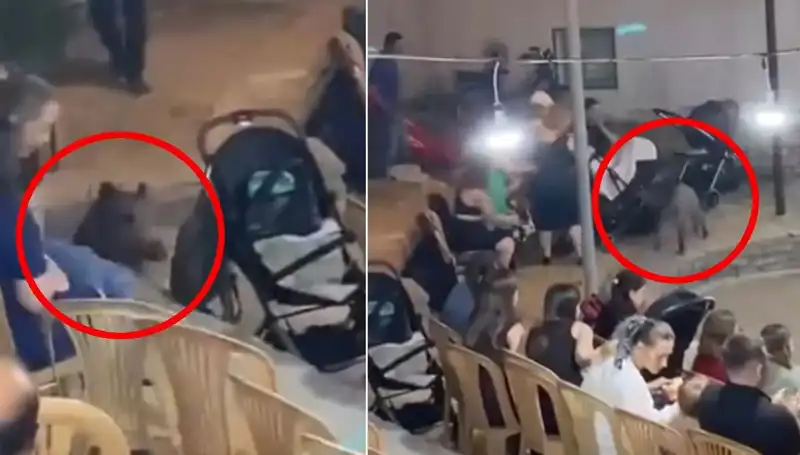 Gelin ve Damat İçin Unutulmaz An: Yaban Domuzu Düğünde Paniğe Neden Oldu