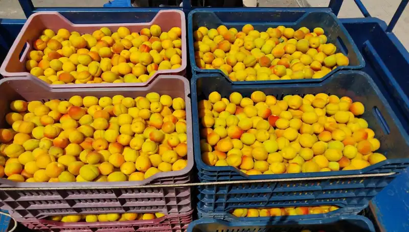 İlk Hasat Mutluluğu: Çiftçi 500 TL'den Alıcı Buldu!