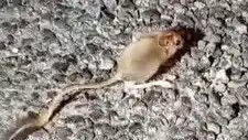 Tunceli’de Uçsuz Bucaksız Doğada Arap Tavşanı Görüntülendi!