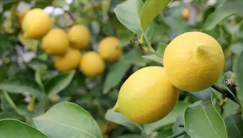 Limon Fiyatlarında Şok: Adedi 24 Lira Oldu! Neden Böyle Oldu?