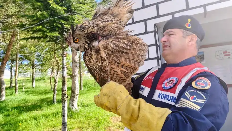 Dikenli Tellere Takılan Puhu, Şimdi Tedavi Ediliyor!