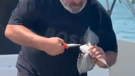 Saros'ta Nadir Görülen Kırlangıç Balığı Oltaya Takıldı, Sualtında Renk Şöleni!